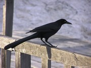 Cancun Crow
