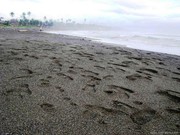 Countless footprints