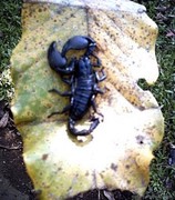Ceylon Scorpion
