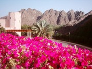 Omani Oasis